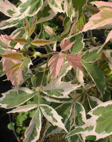 Javor jasanolistý ´Flamingo´