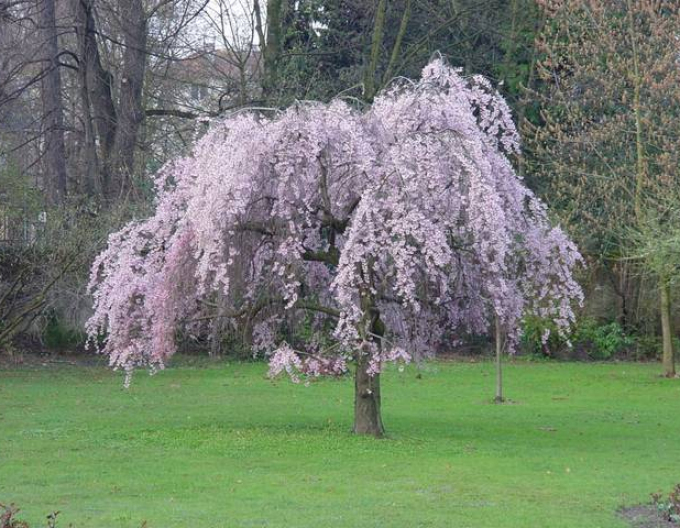 Okrasná višeň Pendula Plena Rosea