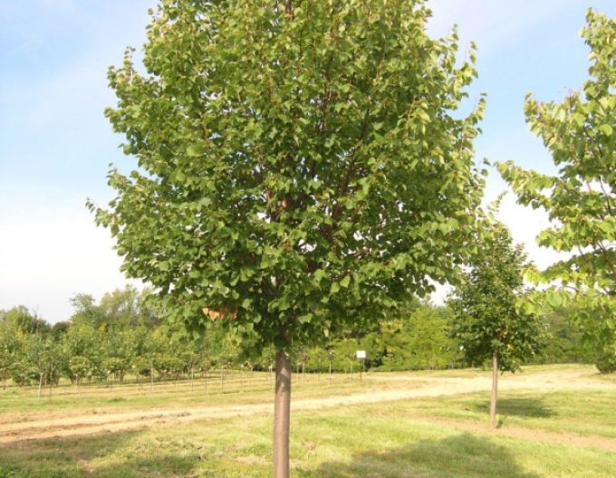 Lípa Greenspire