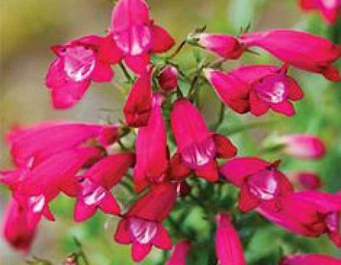 Draco Pinacolada Rosy Red Shades