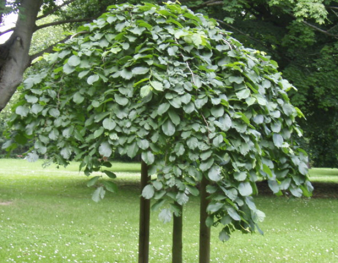 Jilm horský Camperdownii