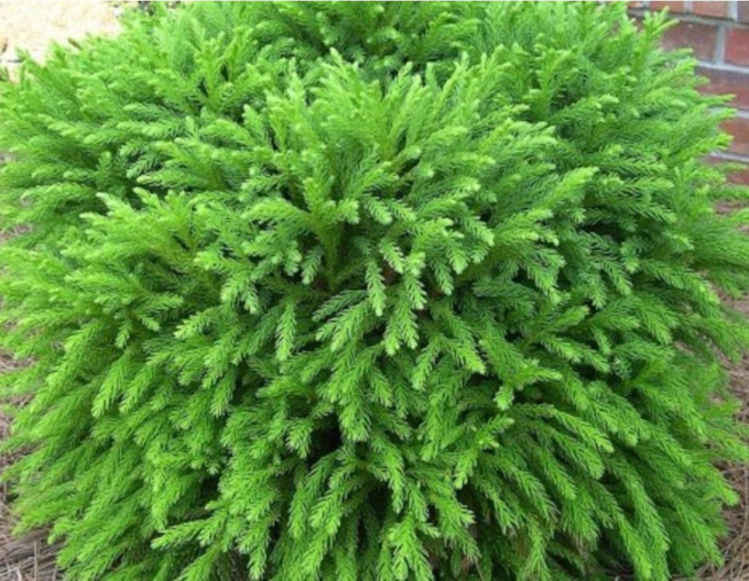 Kryptomerie japonska ´Elegans Nana ´