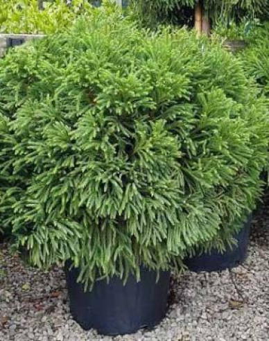 Kryptomerie japonska ´Elegans Nana ´