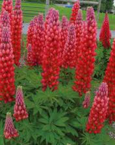 Lupina Red Shades