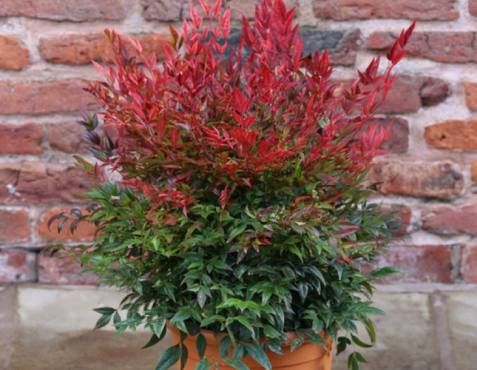 Nandina ´Obsessed´