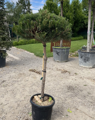 Černá borovice  ´Brepo´ na kmínku 70cm