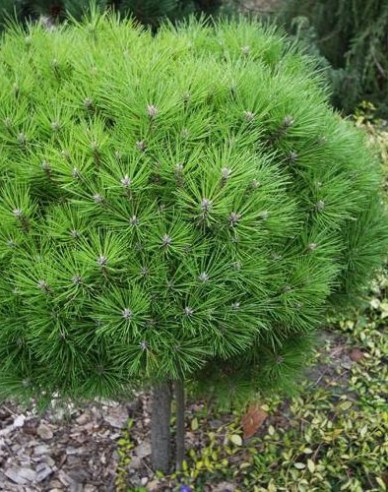 Černá borovice  ´Brepo´ na kmínku 70cm