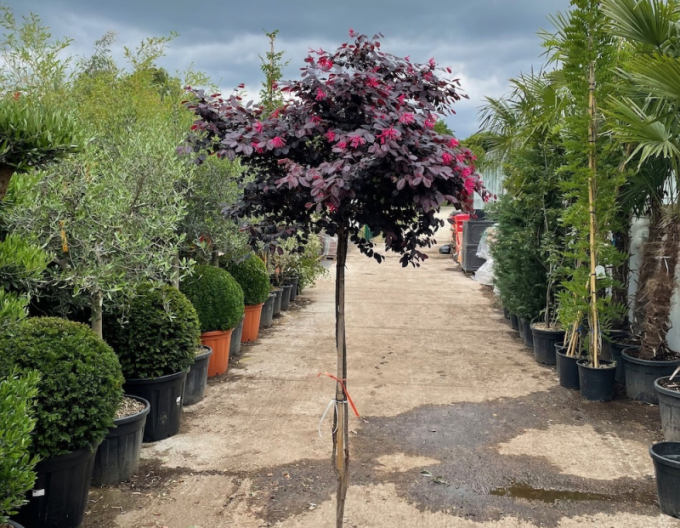 Loropetalum ´Fede´ na kmínku