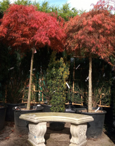 Javor dlanitolistý Garnet na kmínku 190cm