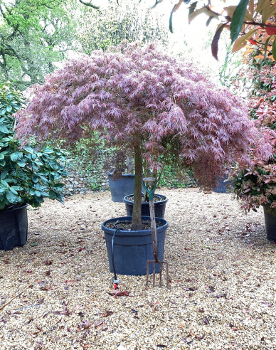 Javor dlanitolistý Garnet na kmínku 190cm