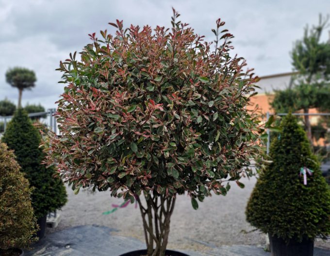 Blýskavka ´Pink Marble´