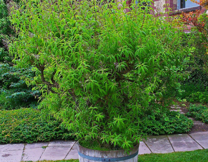 Verbena ( alojsia) citronová