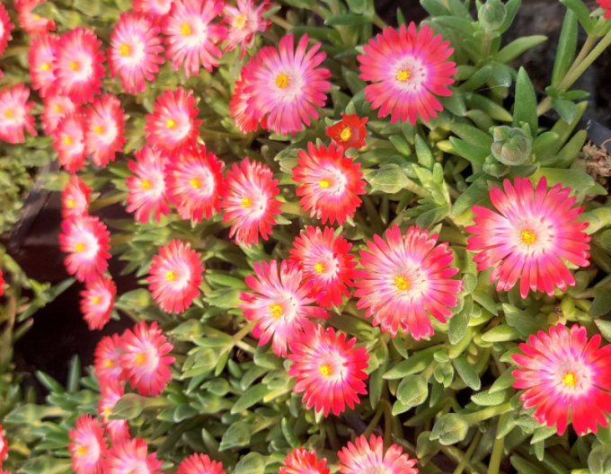 Delosperma Ice Cream Salmon
