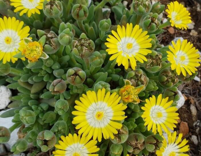 Delosperma Ice Cream Yellow