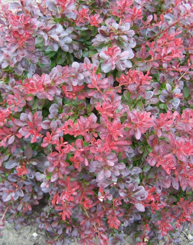 Dřišťál Thunbergův ´Atropurpurea Nana´