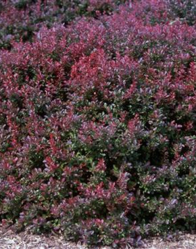 Dřišťál Thunbergův ´Atropurpurea Nana´