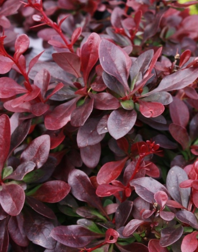 Dřišťál Thunbergův ´Atropurpurea Nana´