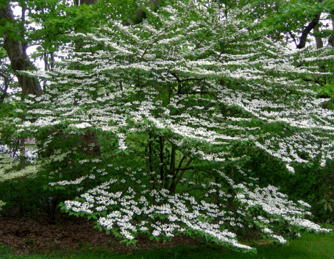 Kalina ´Cascade´