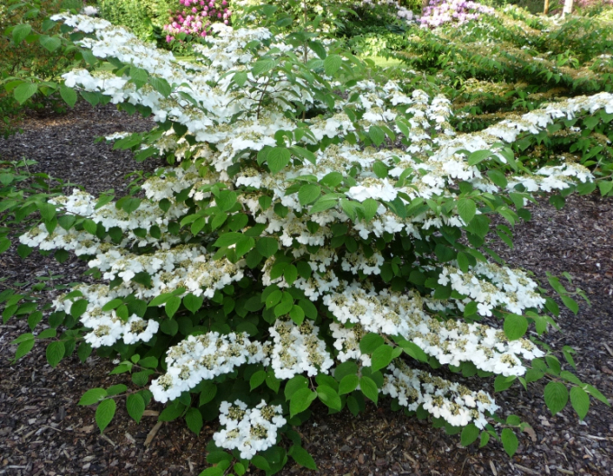 Kalina ´Cascade´