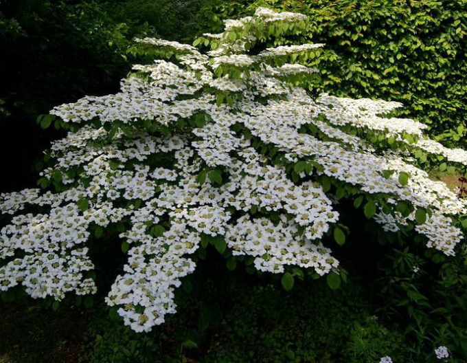 Kalina ´Cascade´