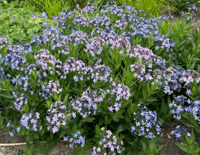 Amsonia ´Blue Ice´