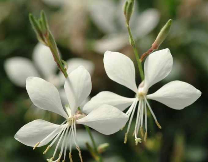 Gaura ´Gaudi White´