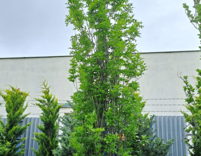 Dub bahenní Green Pillar