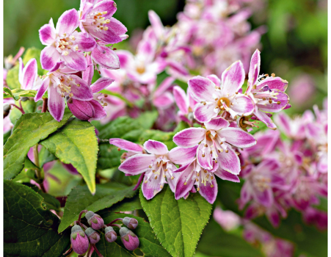 Trojpuk ´Strawberry Fields´