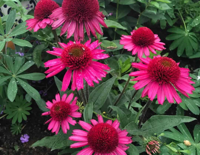 Echinacea ´Delicious Candy´