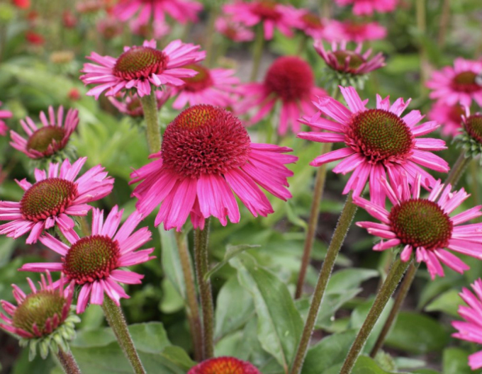 Echinacea ´Delicious Candy´