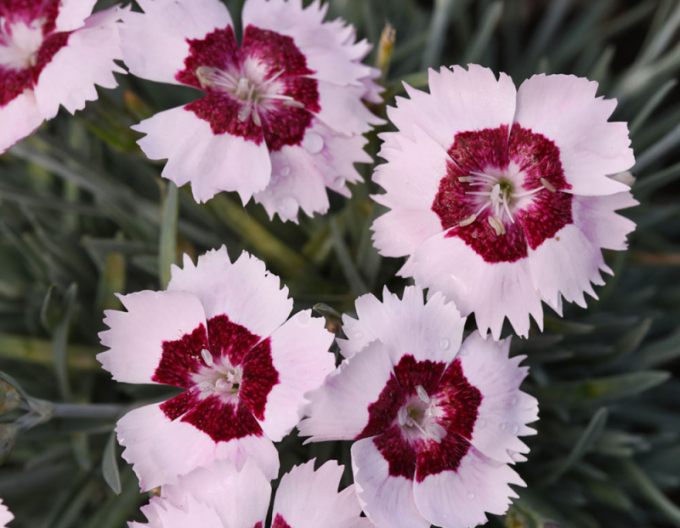 Hvozdík ´Mountain Frost Ruby Snow´