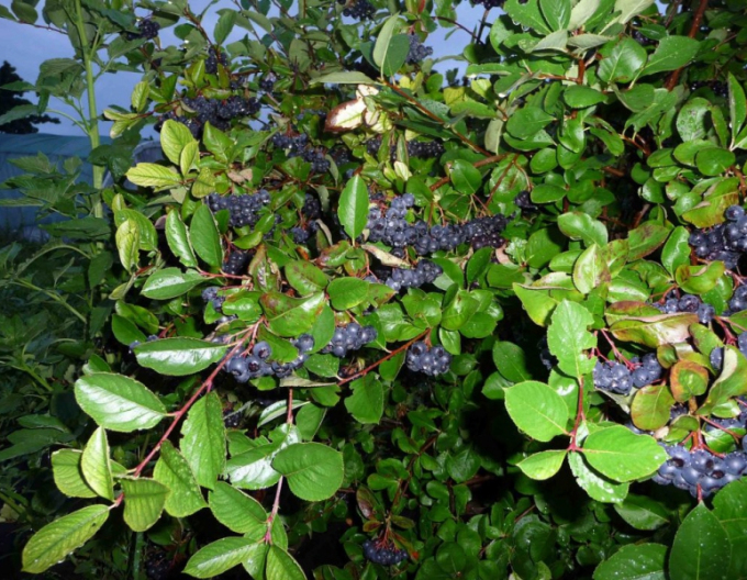 Aronia ´Nero´ stromková, kont.. 5l