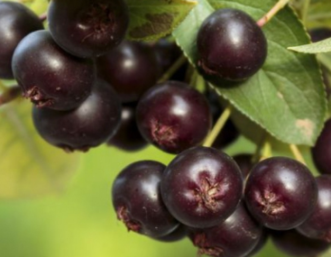 Aronia ´Nero´ stromková, kont.. 5l