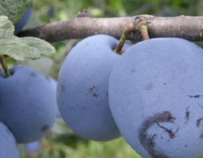 Švestka ´Čačanská Lepotica, letní, podn. Myrobalán, kont. 5l