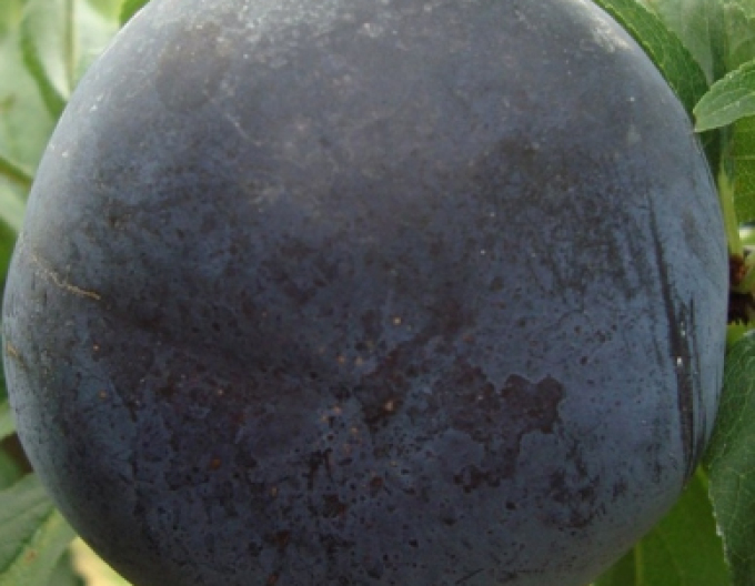 Švestka japonská ´Black Sun´, podn. MRS, kont. 5l