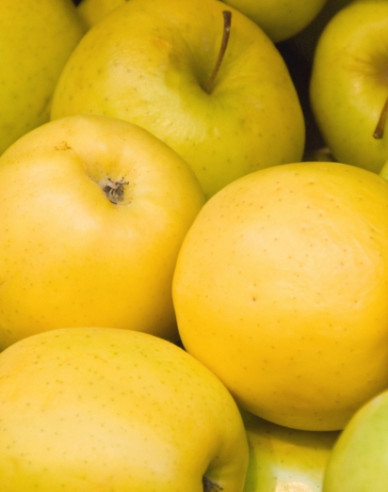 Jabloň ´Golden Delicious´ zimní, podn. M9, kont. 5l