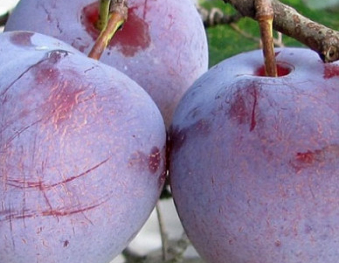 Renglóda ´Althanová´, podn. Zelená renglóda, kont.5l