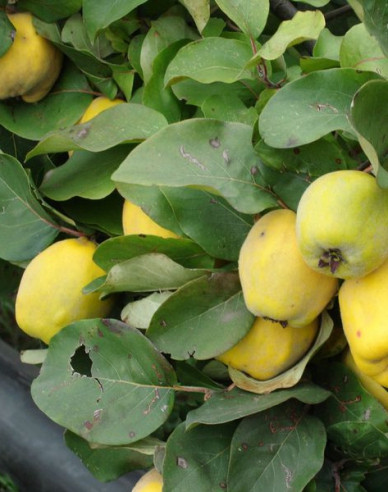 Kdouloň obecná, podn. Dula, kont. 5l