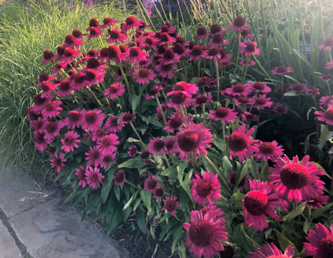 Echinacea ´Delicious Candy´