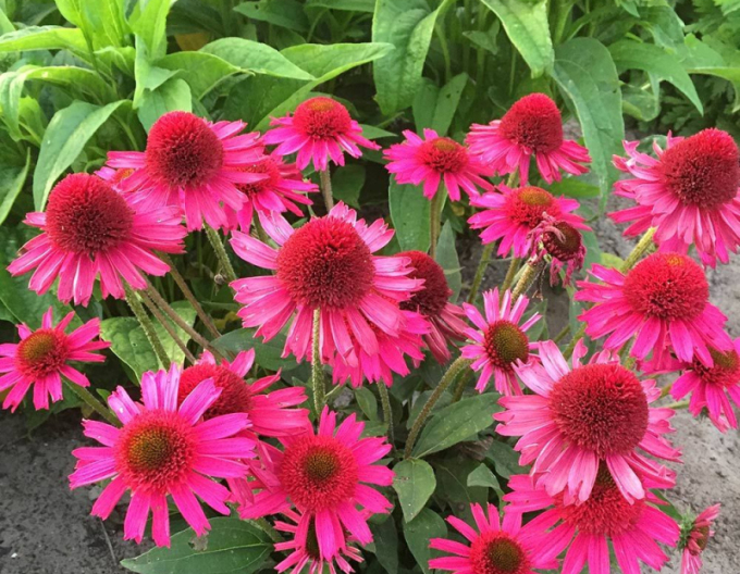 Echinacea ´Delicious Candy´
