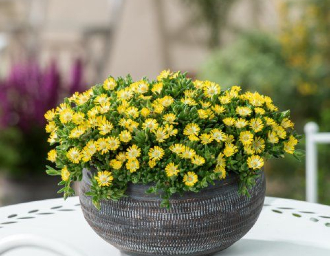 Delosperma Ice Cream Yellow