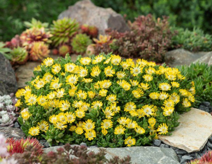 Delosperma Ice Cream Yellow