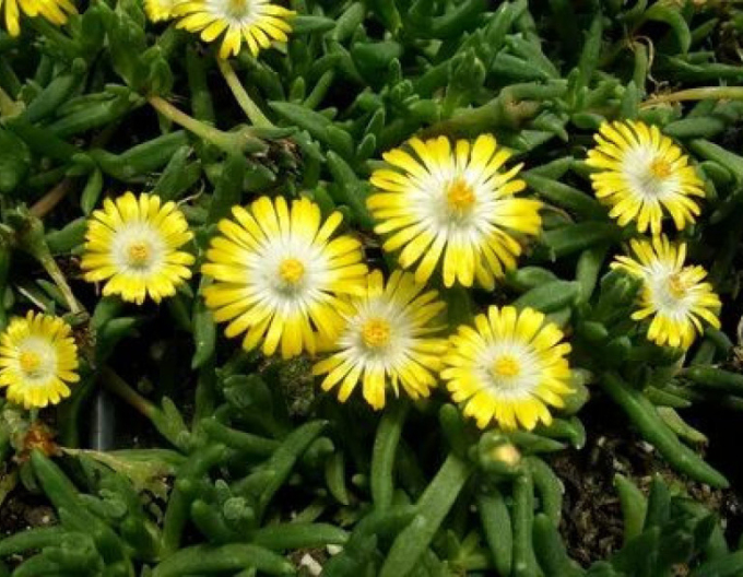 Delosperma Ice Cream Yellow