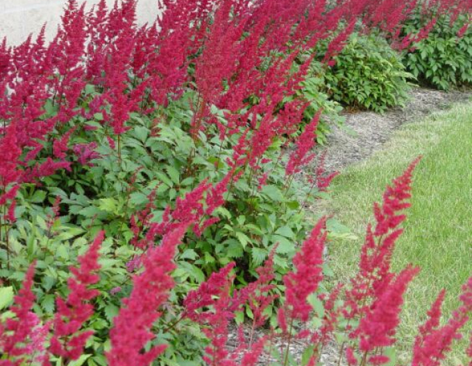 Astilba ´Fanal´