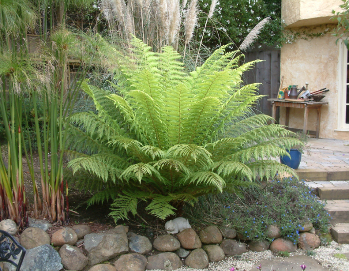 Diksonia Antarctica - kapradina stromová 30 - 40cm