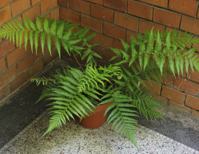 Diksonia Antarctica - kapradina stromová 30 - 40cm