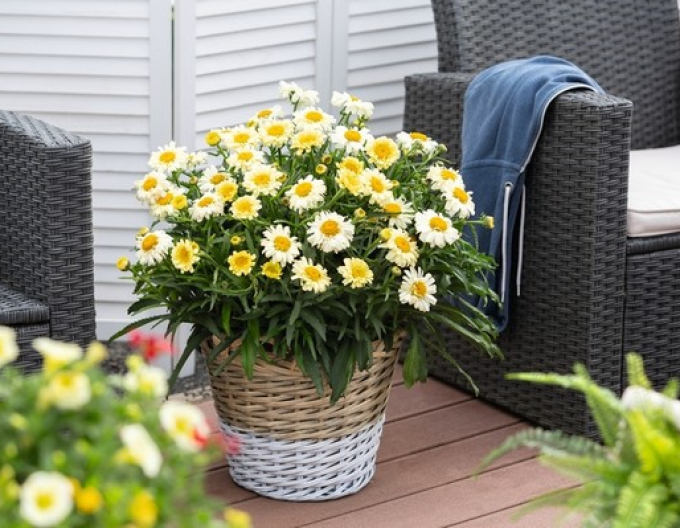 Kopretina ´Sweet Daisy Rebecca´
