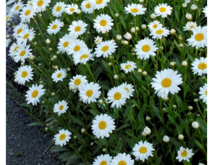 Kopretina ´Sweet Daisy Rebecca´