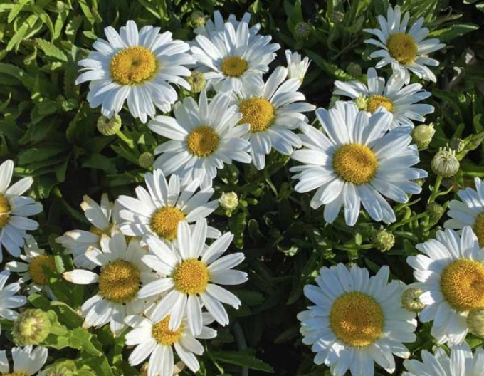 Kopretina ´Sweet Daisy Rebecca´
