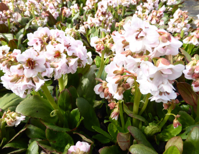 Bergenia ´Dragonfly Angel Kiss´